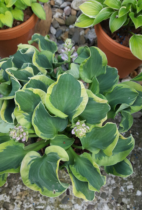 Hosta 'Holy Mouse Ears'