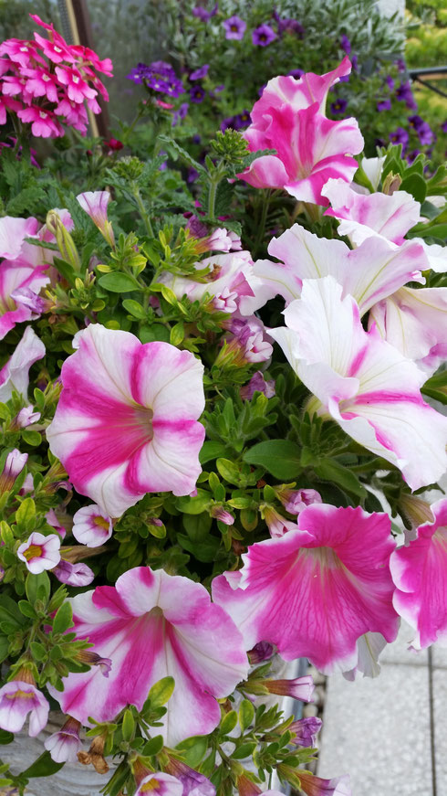 Petunia 'Surfinia' und Callibrachoa