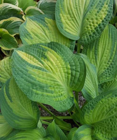 Hosta 'Pete's Passion'