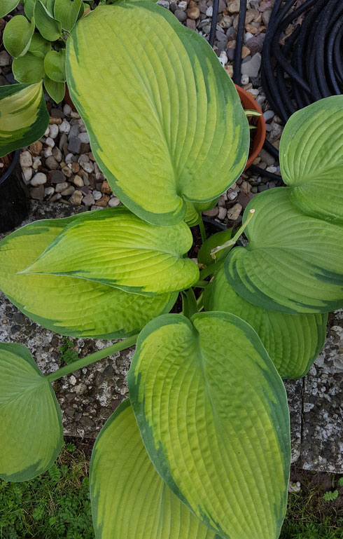 Hosta 'Inniswood'