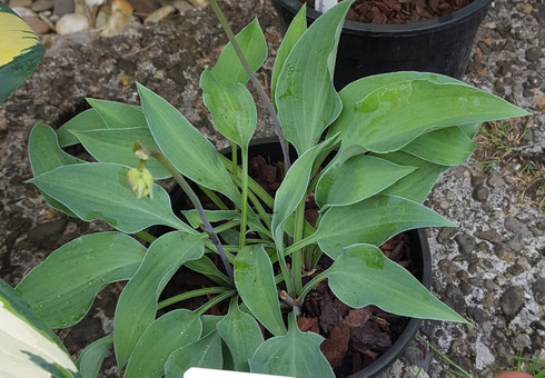 Hosta 'Slim and Trim'