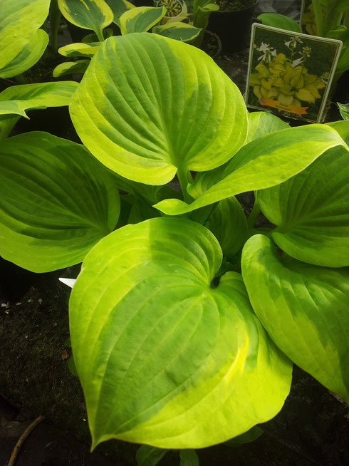 Hosta Summer Breeze'