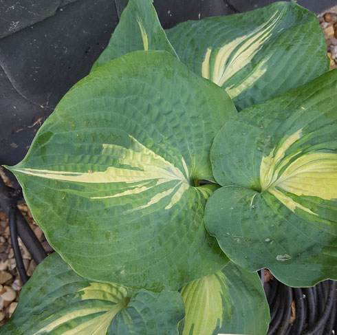 Hosta 'Dream Queen'