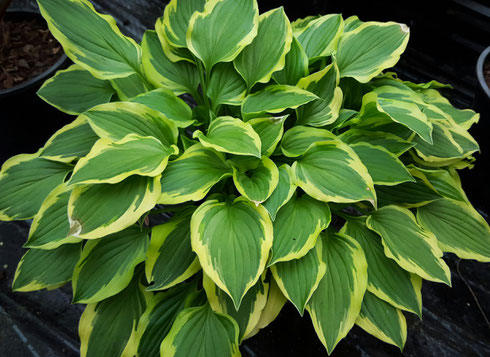 Hosta 'Muffie'