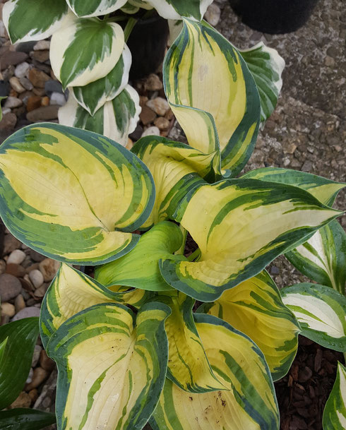 Hosta 'Papa'