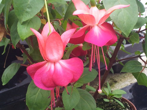 Fuchsia 'Paula Jane'