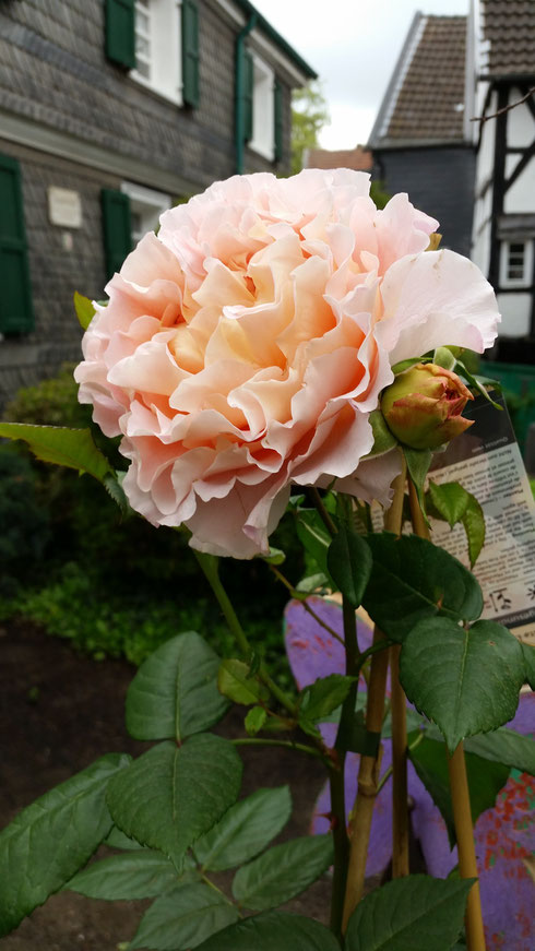 Rosa 'Augusta Luise'