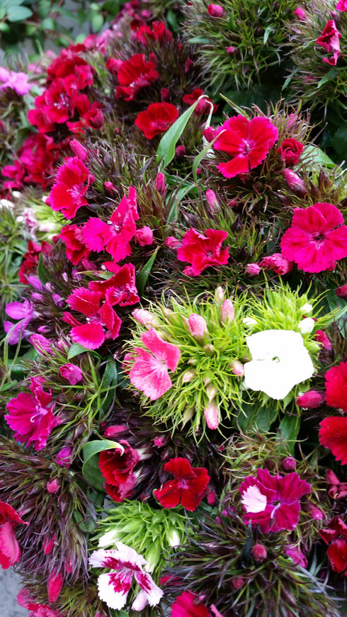 Dianthus barbatus