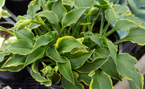 Hosta 'Imp'