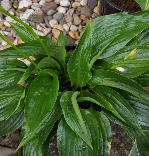 Hosta 'Leather Sheen'