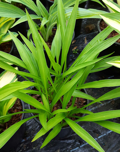 Hosta longissima