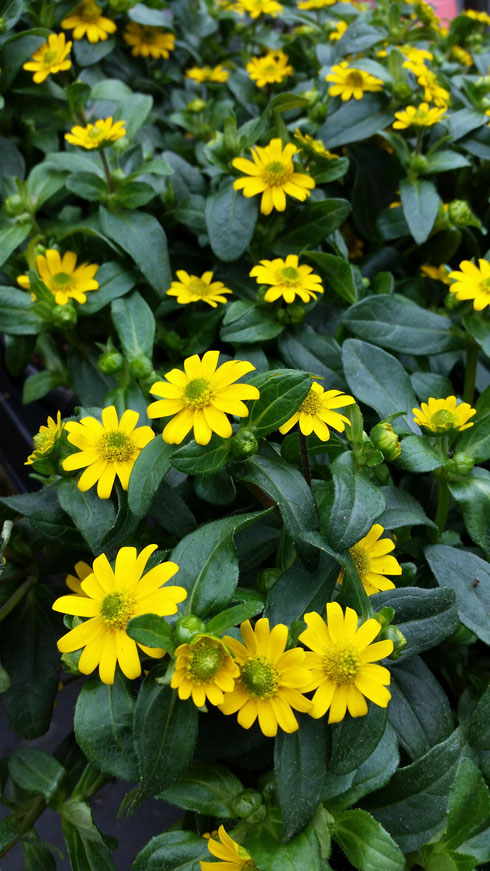 Sanvitalia procumbens (Husarenknopf)