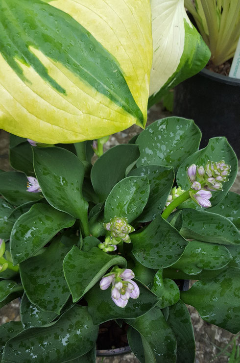 Hosta 'Green Mouse Ears'