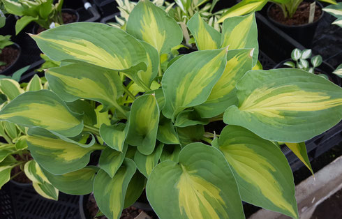 Hosta 'Xanadu'