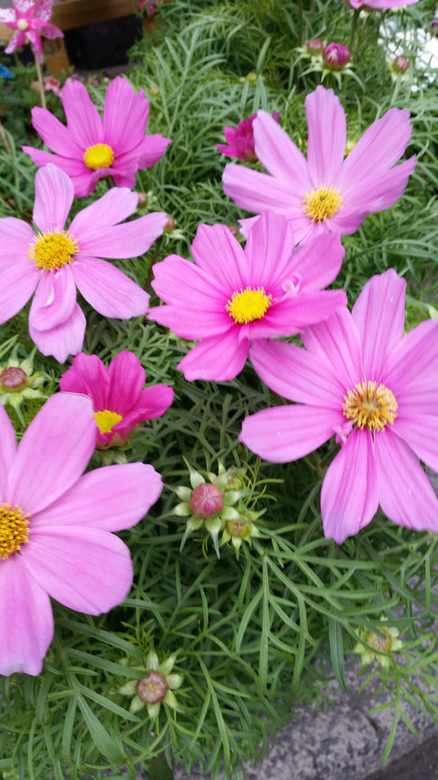 Cosmos  bipinatus