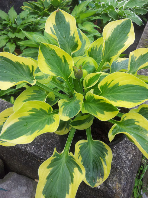 Hosta 'Brim Cup'