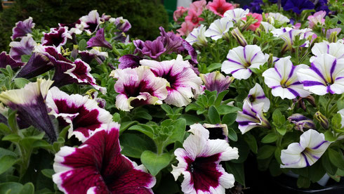 Petunia 'Surfinia'