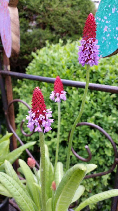 Primula vialii (Orchideen-Primel)