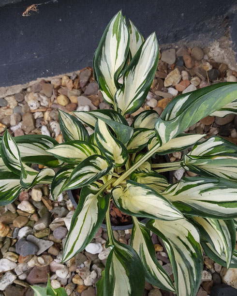 Hosta 'Fireworks'