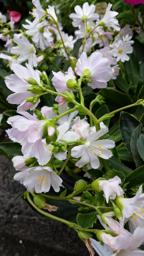 Lewisia cotyledon (Bitterwurz)