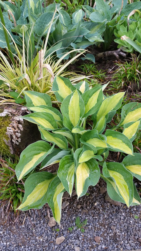 Hosta 'Gypsy Rose'