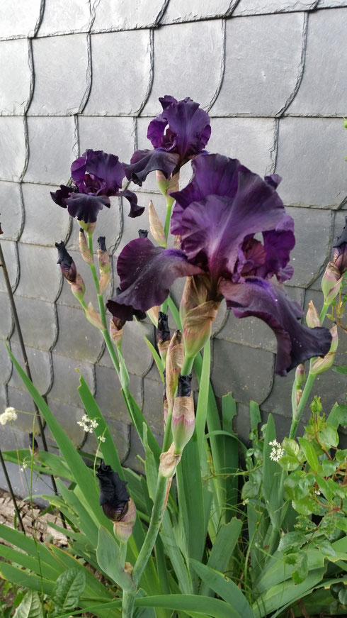 Iris barbata