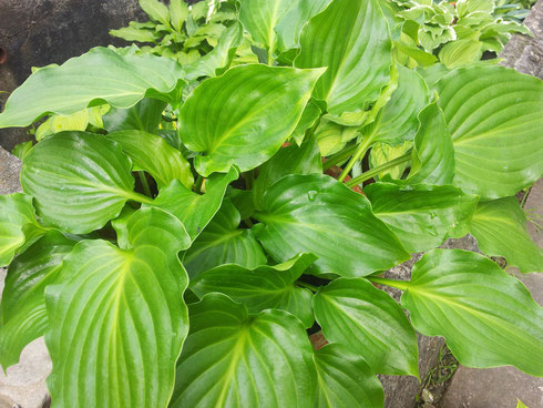 Hosta 'Elisabeth'