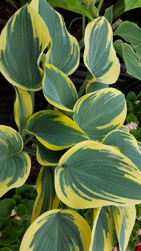 Hosta 'First Frost'