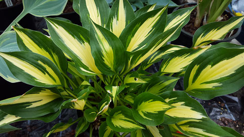 Hosta 'Surprised by Joy'