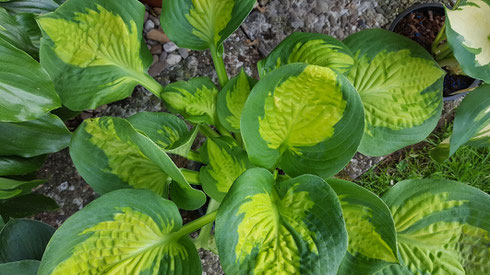 Hosta 'Pocketful of Sunshine'