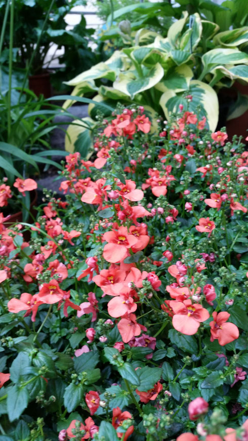 Diascia 'Coral Belle'