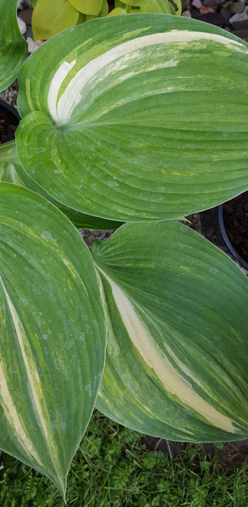 Hosta 'Confused Angel'