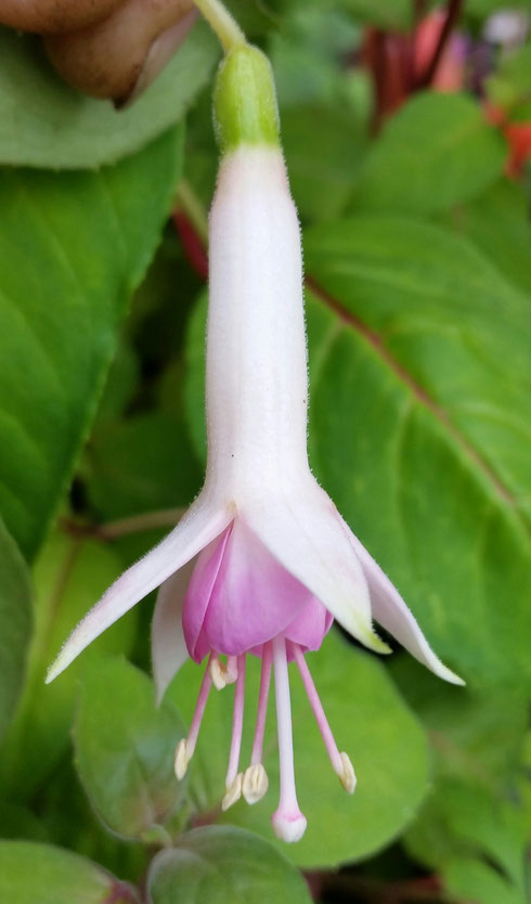 Fuchsia "Awake Sweet Love"