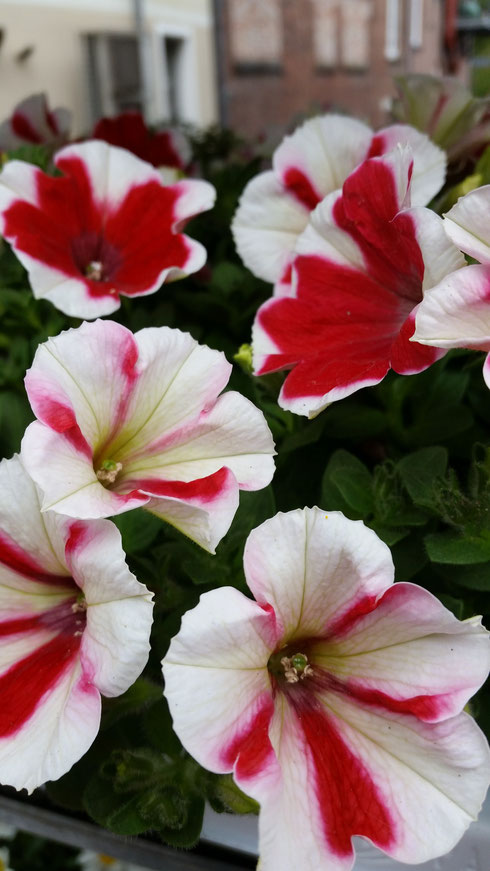 Petunia 'Surfinia'