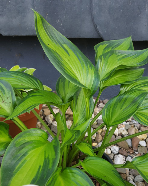 Hosta 'Ayesha'