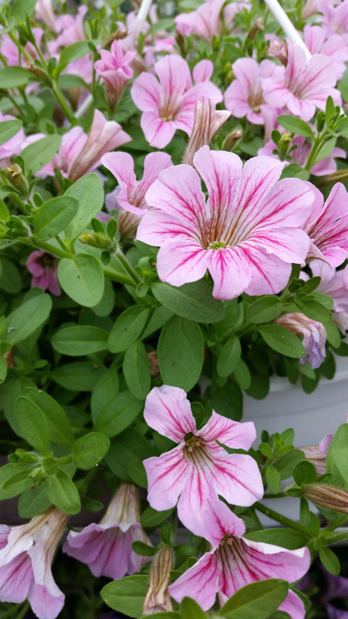 Petunia 'Surfinia'