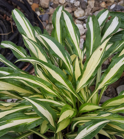 Hosta 'X-Rated'