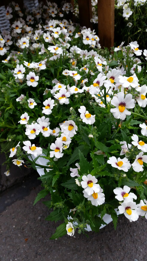 Nemesia (Elfenspiegel)