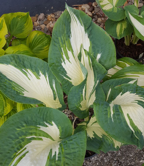 Hosta 'Andrew'