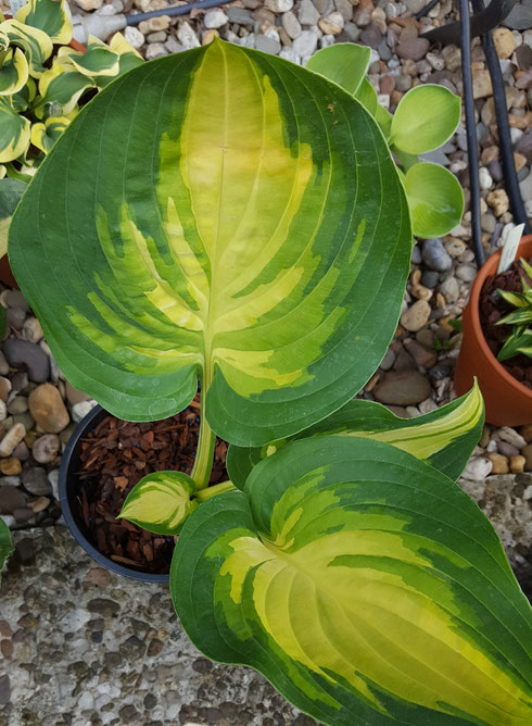 Hosta 'The Right One'