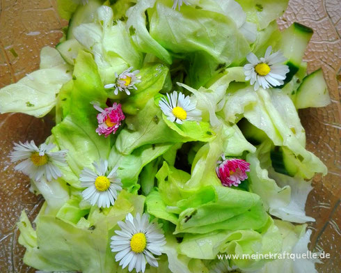 Wildkräutersalat, Salat mit Gänseblümchen, Kraftquelle