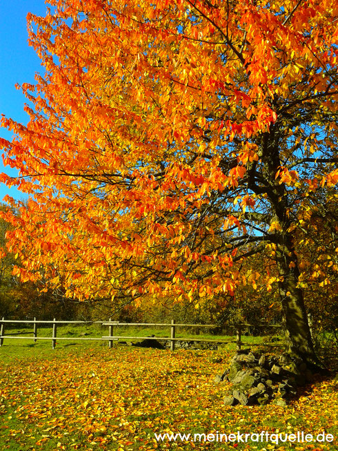 Herbst genießen, Herbstzauber, Kraftquelle