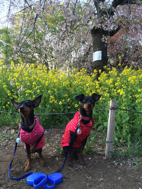 2014.4.14　小金井公園