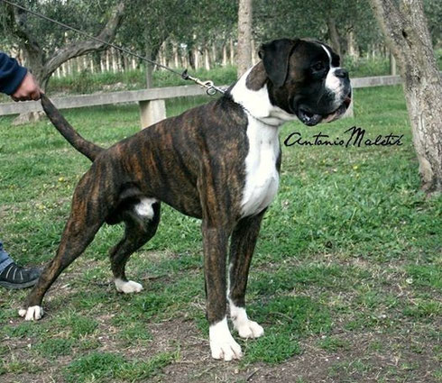 Ettore 12 mesi