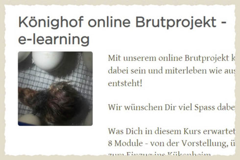 Ausschnitt eines Bildes aus dem online Kurs