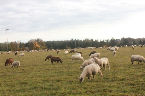 Schafe auf einer Wiese in der Nähe der Schäferei