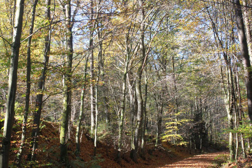 Rückweg: Weg am alten Bahndamm