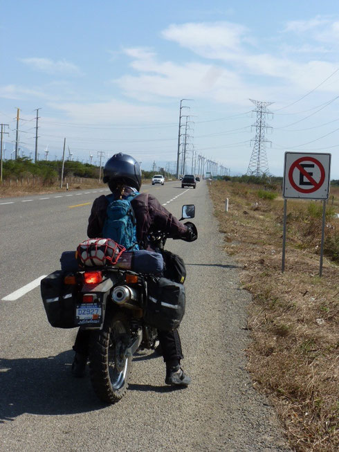 Trying to keep from getting blown over (at least they harvest the wind)