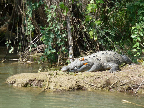 Butterflies and Crocodiles