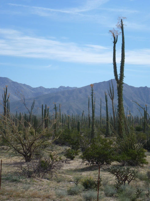 So many cool cacti- on the way out from Coco's